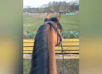 Trakehner, Stallion, 4 years, 16,2 hh, Brown
