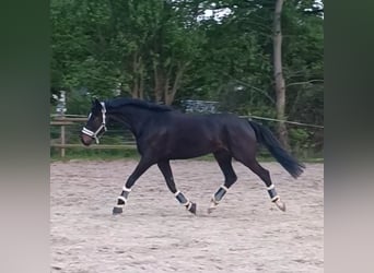 Trakehner, Stallion, 5 years, 16.1 hh, Brown