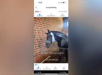 Trakehner, Stallion, 5 years, 16,1 hh, Black