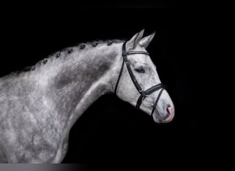 Trakehner, Stallion, 6 years, 16 hh, Gray