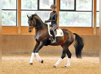 Trakehner, Stallion, 11 years, 16.3 hh, Bay-Dark