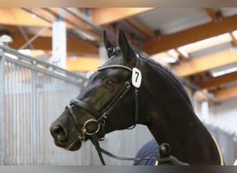 Trakehner, Stallion, 15 years, 16.2 hh, Black