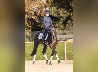 Trakehner, Stallion, 5 years, 17 hh, Black