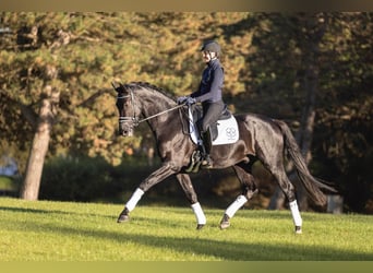 Trakehner, Stallion, 5 years, 17 hh, Black