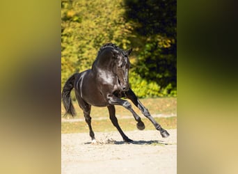 Trakehner, Stallion, 5 years, 17 hh, Black