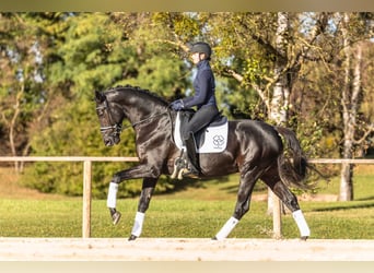 Trakehner, Stallion, 5 years, 17 hh, Black