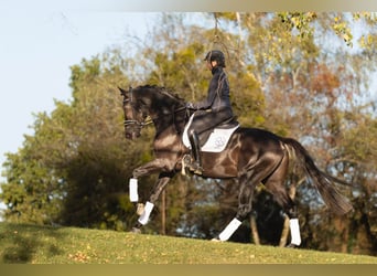 Trakehner, Stallion, 5 years, 17 hh, Black