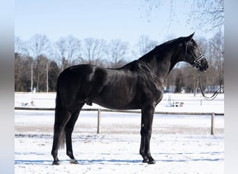 Trakehner, Stallion, 5 years, 17 hh, Black