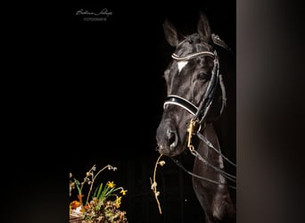 Trakehner, Stallion, 13 years, 16,1 hh, Black