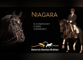 Trakehner, Stallion, 13 years, 16,1 hh, Black