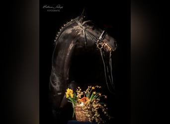 Trakehner, Stallion, 13 years, 16,1 hh, Black