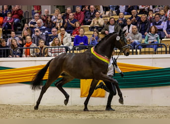 Trakehner, Stallion, 5 years, 17 hh, Brown