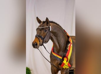 Trakehner, Stallion, 4 years, 16,2 hh, Brown