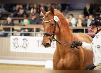 Trakehner, Stallion, 9 years, 16,2 hh, Chestnut