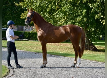 Trakehner, Stallion, 3 years, 16.1 hh, Chestnut-Red