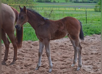Trakehner, Stallion, Foal (02/2024), 15.3 hh, Brown