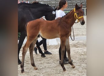 Trakehner, Stallion, Foal (06/2023), 16.1 hh, Bay-Dark