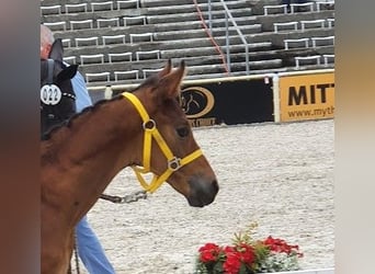 Trakehner, Stallion, Foal (06/2023), 16.1 hh, Bay-Dark