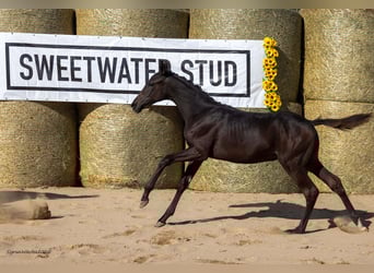 Trakehner, Stallion, Foal (04/2025), 16.1 hh, Bay-Dark