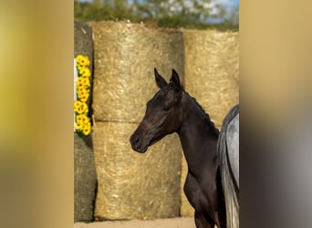 Trakehner, Stallion, Foal (04/2025), 16.1 hh, Bay-Dark