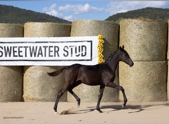 Trakehner, Stallion, Foal (04/2025), 16.1 hh, Bay-Dark