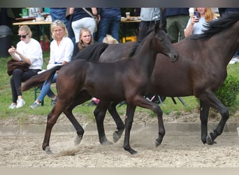 Trakehner, Stallion, Foal (04/2023), 16.1 hh, Black