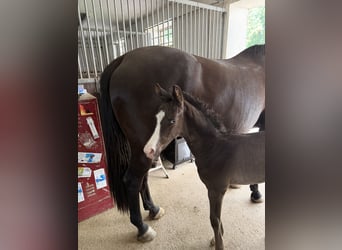 Trakehner, Stallion, Foal (05/2026), 16.1 hh, Black
