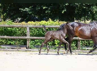 Trakehner, Stallion, Foal (05/2024), 16.1 hh, Black