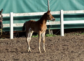 Trakehner, Stallion, Foal (04/2026), 16.1 hh, Brown