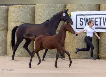 Trakehner, Stallion, Foal (05/2025), 16.1 hh, Brown