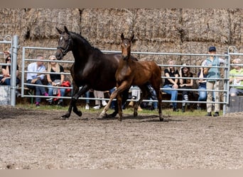 Trakehner, Stallion, Foal (04/2023), 16.1 hh, Brown