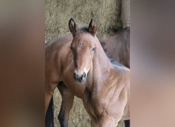 Trakehner, Stallion, Foal (04/2024), 16.1 hh, Brown