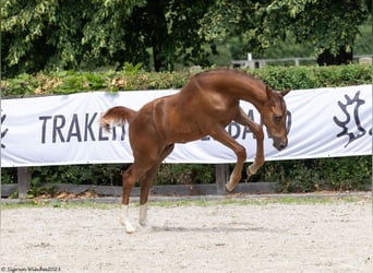 Trakehner, Stallion, Foal (02/2023), 16.1 hh, Chestnut-Red