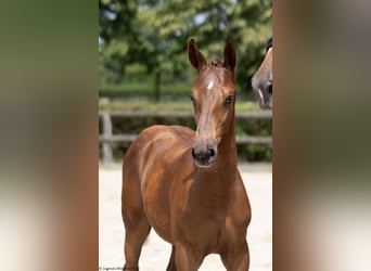 Trakehner, Stallion, Foal (02/2023), 16.1 hh, Chestnut-Red