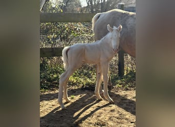 Trakehner, Stallion, Foal (01/2026), 16.1 hh, Cremello