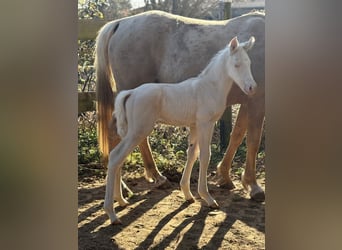 Trakehner, Stallion, Foal (01/2026), 16.1 hh, Cremello