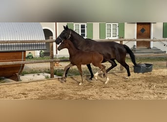 Trakehner, Stallion, Foal (05/2026), 16.2 hh, Bay-Dark