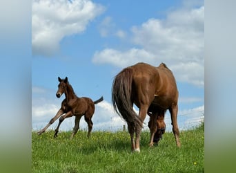 Trakehner, Stallion, Foal (04/2024), 16.2 hh, Bay-Dark