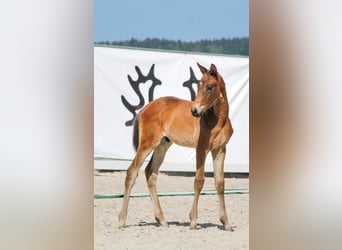 Trakehner, Stallion, Foal (04/2026), 16.2 hh, Bay-Dark