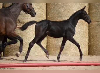 Trakehner, Stallion, Foal (05/2023), 16.2 hh, Black