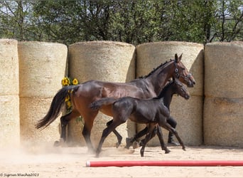 Trakehner, Stallion, Foal (05/2023), 16.2 hh, Black
