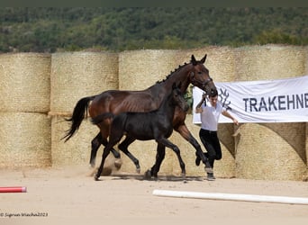 Trakehner, Stallion, Foal (05/2023), 16.2 hh, Black