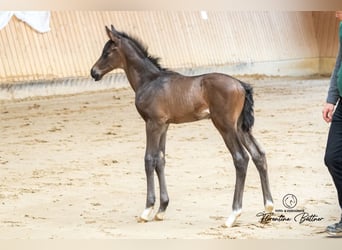 Trakehner, Stallion, Foal (03/2026), 16.2 hh, Brown