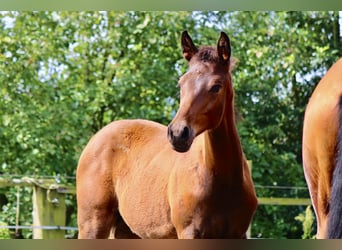Trakehner, Stallion, Foal (03/2024), 16.2 hh, Brown