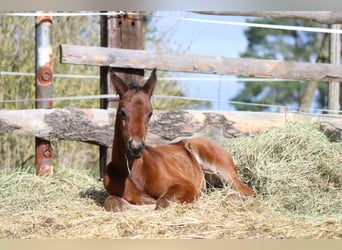 Trakehner, Stallion, Foal (03/2024), 16.2 hh, Brown