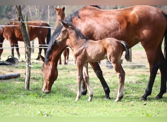 Trakehner, Stallion, Foal (03/2024), 16.2 hh, Brown