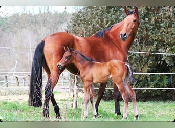 Trakehner, Stallion, Foal (03/2024), 16,2 hh, Brown