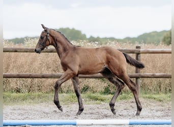 Trakehner, Stallion, Foal (05/2023), 16.2 hh, Brown