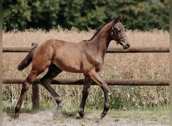 Trakehner, Stallion, Foal (05/2023), 16.2 hh, Brown