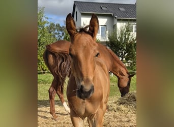 Trakehner, Stallion, Foal (05/2026), 16.2 hh, Brown